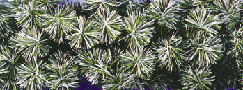 Carpenter Decorating Commercial Garland