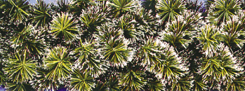 Carpenter Decorating Commercial Garland