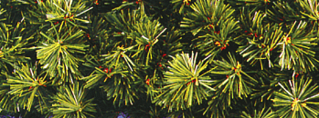 Carpenter Decorating Commercial Garland