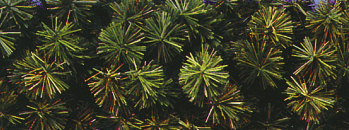 Carpenter Decorating Commercial Garland