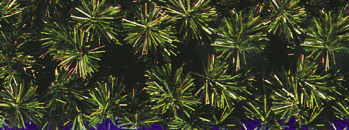 Carpenter Decorating Commercial Garland