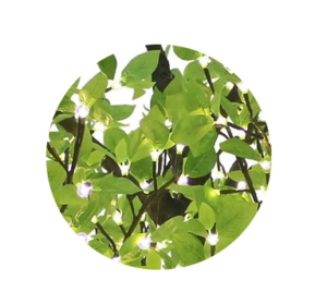 apple leaf lighted treee sample