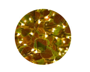 aspen green- red- lighted treee sample