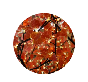 aspen- scarlet lighted treee sample