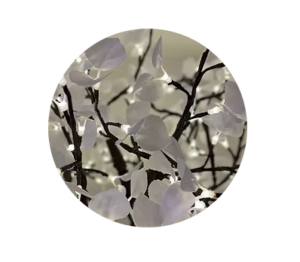 aspen white lighted tree sample