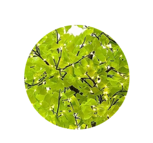 Ginkgo Green lighted tree sample