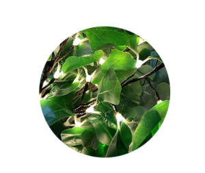 Ginkgo Green Dark lighted tree sample