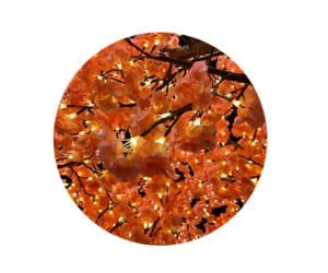 Jasmine pink lighted tree sample