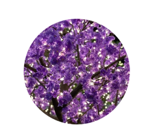 Jasmine purple lighted tree sample