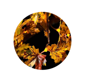 maple autumn lighted tree sample