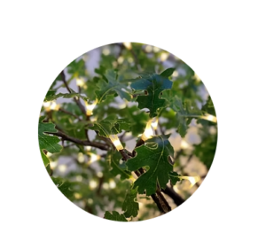 maple green lighted tree sample