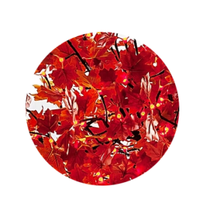 maple red lighted tree sample